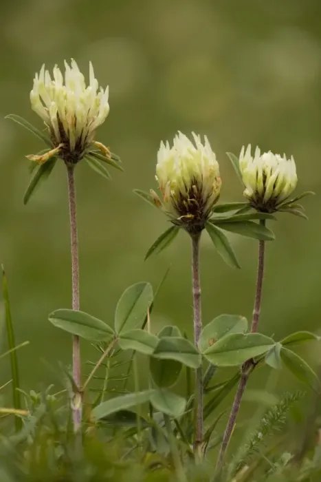Framed Print : Sulphur clover (Trifolium ochroleucon). Rare in UK in East Anglia Framed Print : Sulphur clover (Trifolium ochroleucon). Rare in UK in East Anglia