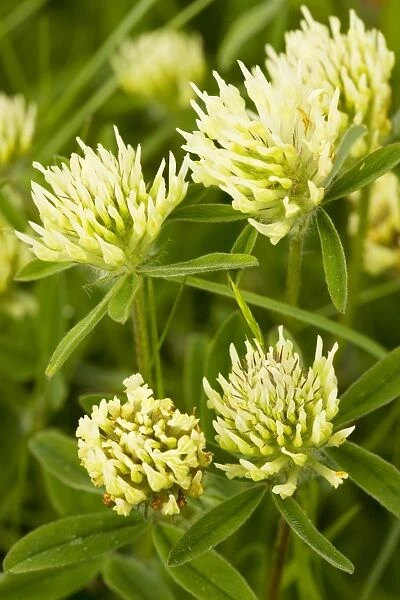 Sulphur Clover (Trifolium ochroleucon) - very rare grassland plant in eastern England