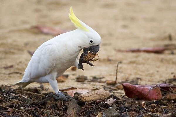 Sulphur-crested Cockatoo - adult at a beach tries to break a very sturdy nut. To acomplish the task it holds the nut in one of its claws and tries to open it with its strong beak. All the while it is standing on only one foot