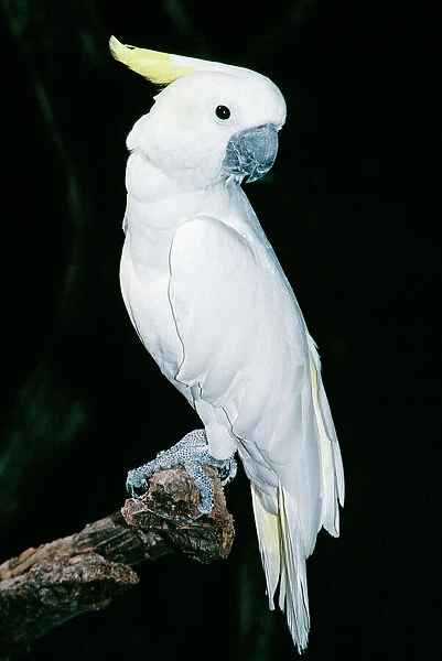 Sulphur-crested Cockatoo - Australia & New Guinea