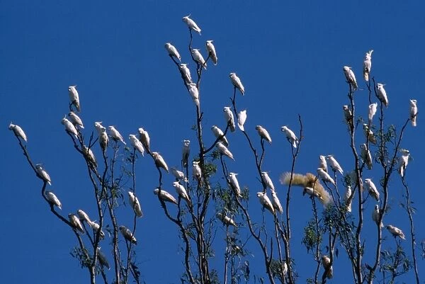 Sulphur Crested Cockatoo - large group in a tree