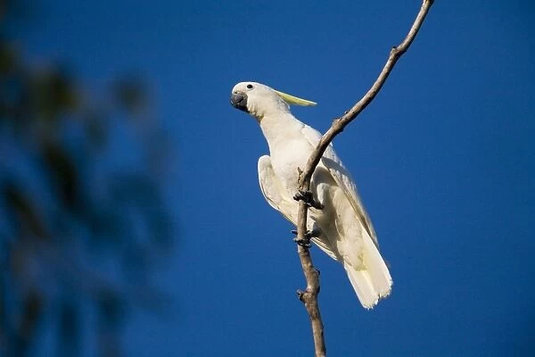 Sulphur-crested Cockatoo This subspecies found in the Kimberley, far north Northern Territory and just into far northwest Queensland. Other subspecies in eastern Australia, New Guinea and the Bismarcks
