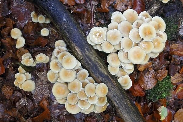Sulphur  /  Sulfur Tuft  /  Clustered Woodlover Fungus - fungus growing amongst Beech Wood leaf litter - Hessen - Germany
