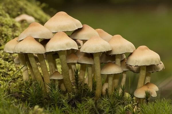 Sulphur tuft fungi on wood