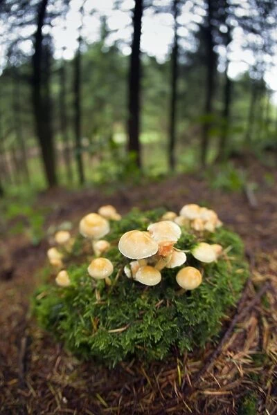 Sulphur Tuft Fungus - Cornwall - UK