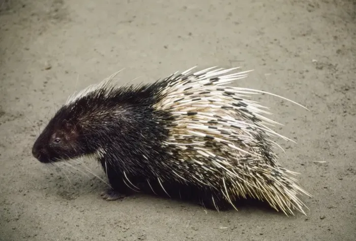 Framed Print : Sumartran Porcupine