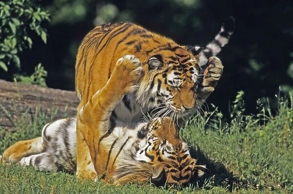Sumatra Tiger - male and female playing, Bavaria, Germany