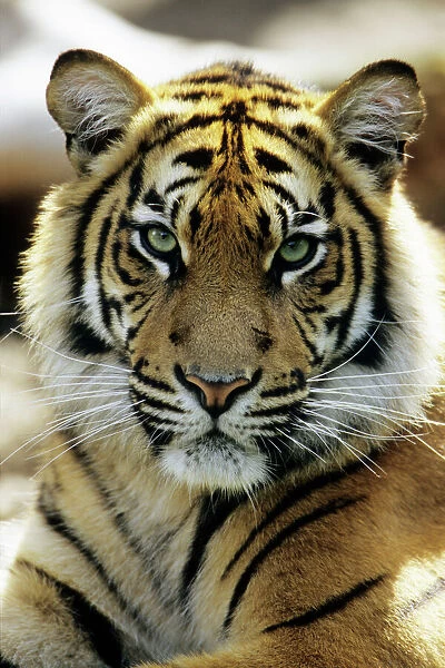Sumatra Tiger - portrait