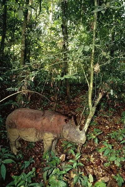 Sumatran  /  Asian two-horned Rhinoceros