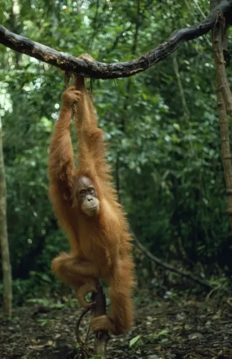 Framed Print : Sumatran Orang-utan Sumatra, Indonesia Framed Print : Sumatran Orang-utan Sumatra, Indonesia