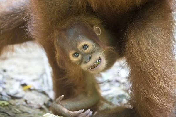 Sumatran Orangutan - 1. 5 year old baby - North Sumatra - Indonesia - *Critically Endangered