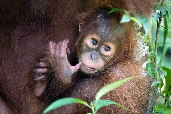 Sumatran Orangutan - 1. 5 year old baby - North Sumatra - Indonesia - *Critically Endangered - *Digitally removed leaf on fur