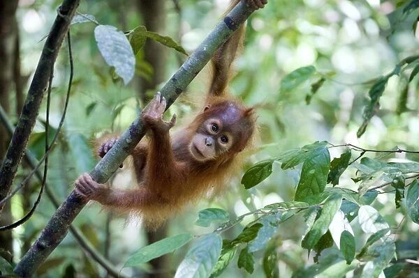 Sumatran Orangutan - 1. 5 year old baby playing in tree - North Sumatra - Indonesia - *Critically Endangered