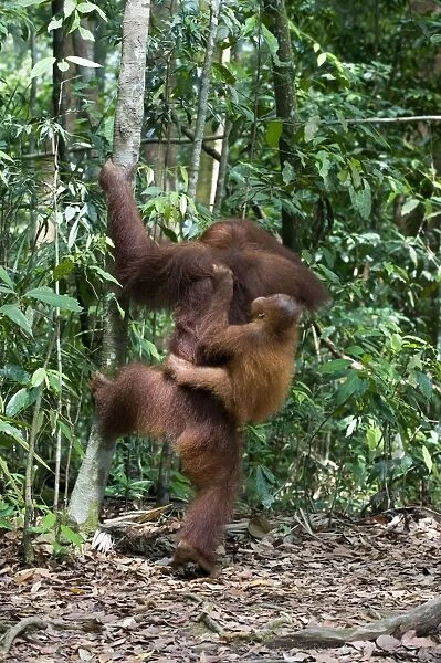 Sumatran Orangutan - 2. 5 year old baby holding on to mother's back - North Sumatra - Indonesia - *Critically Endangered