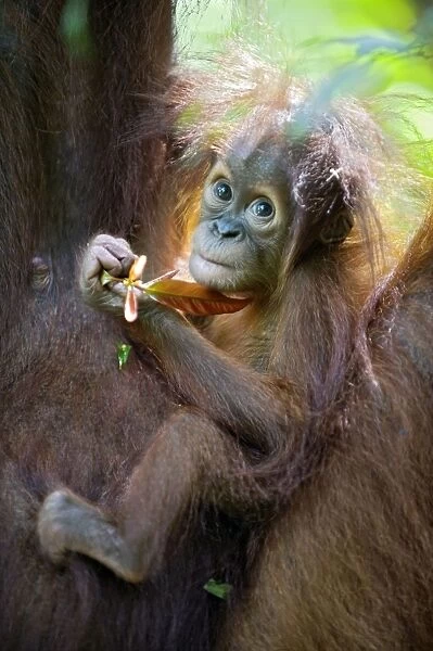 Sumatran Orangutan - 9 month old infant - North Sumatra - Indonesia - *Critically Endangered - *Digitally removed small highlight in foreground