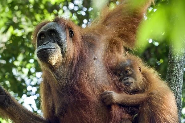 Sumatran Orangutan - Adult female with 6 month old baby - North Sumatra - Indonesia - *Critically Endangered