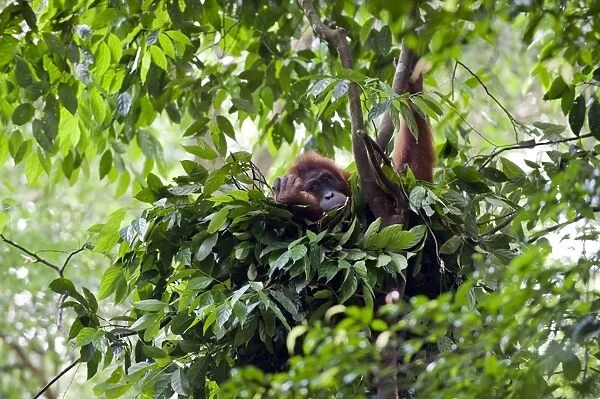 Sumatran Orangutan - Adult female in day nest - North Sumatra - Indonesia - *Critically Endangered