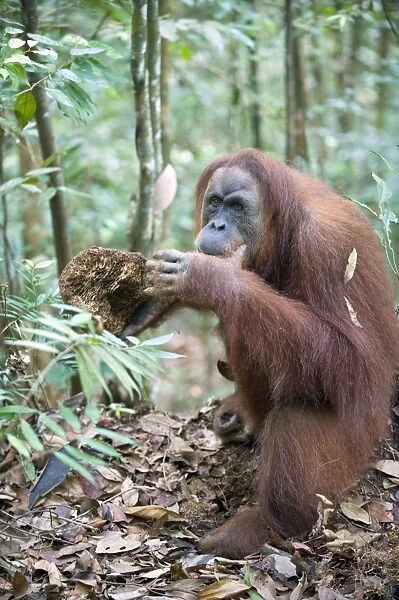 Sumatran Orangutan - Adult female eating termite nest - North Sumatra - Indonesia - *Critically Endangered
