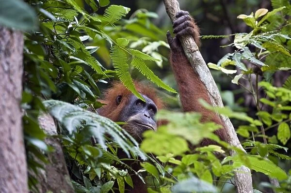 Sumatran Orangutan - Adult female - North Sumatra - Indonesia - *Critically Endangered