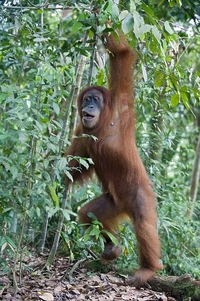 Sumatran Orangutan - Adult female standing upright - North Sumatra - Indonesia - *Critically Endangered