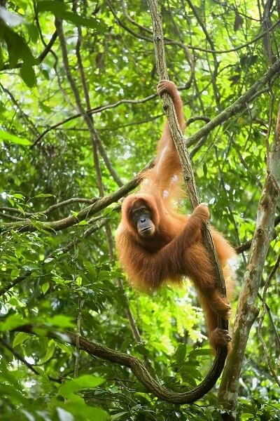 Sumatran Orangutan - adult hanging in the trees of a sumatran rainforest, looking down into the camera. Because of the counterlight, the hair of the orangutan are illuminated to shine in a bright orange - Gunung-Leuser National Park, Sumatra