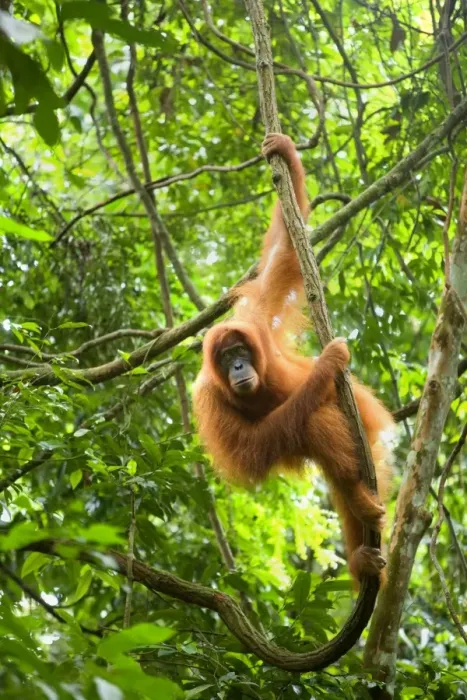 Framed Print : Sumatran Orangutan - adult hanging in the trees of a sumatran rainforest, looking down into the camera. Because of the counterlight, the hair of the orangutan are illuminated to shine in a bright orange - Gunung-Leuser National Park, Sumatra Framed Print : Sumatran Orangutan - adult hanging in the trees of a sumatran rainforest, looking down into the camera. Because of the counterlight, the hair of the orangutan are illuminated to shine in a bright orange - Gunung-Leuser National Park, Sumatra