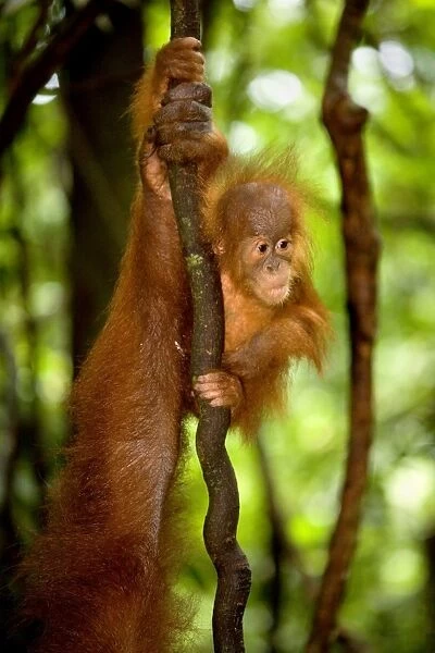Sumatran Orangutan - baby clings to a root dangling vertically to the ground. For safety, mother is in the vincinity but on the picture there is only her hand and arm visible - Gunung-Leuser National Park, Sumatra, Indonesia
