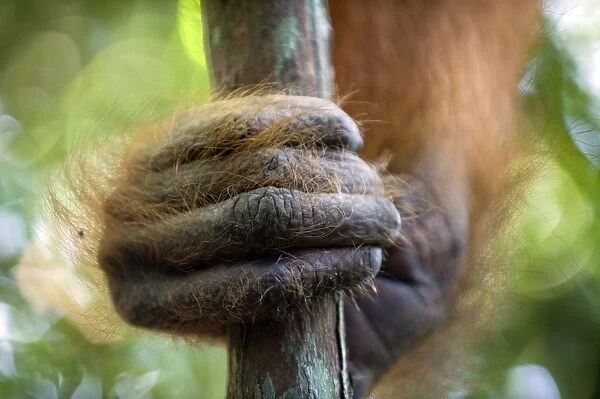 Sumatran Orangutan - Close-up of hand - North Sumatra - Indonesia - *Critically Endangered