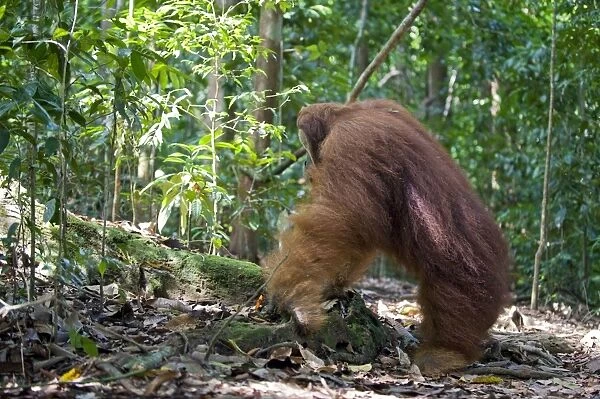 Sumatran Orangutan - Dominant adult male - North Sumatra - Indonesia - *Critically Endangered