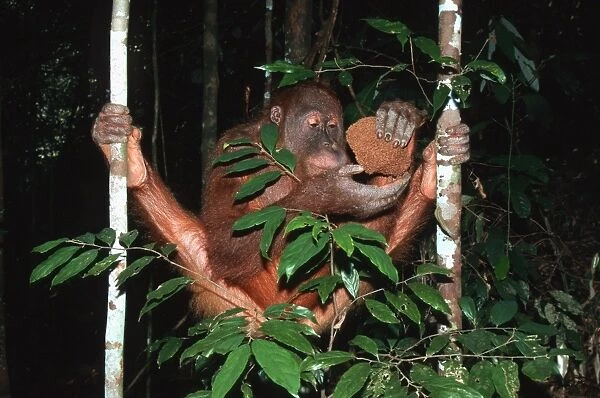 Sumatran Orangutan - eating termites Bukit Lawang - Gunung Leuser N. P. - Sumatra - Indonesia