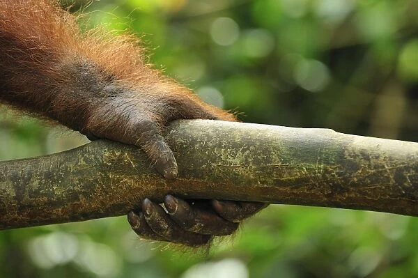 Sumatran Orangutan - hand - Gunung Leuser National Park - Northern Sumatra - Indonesia