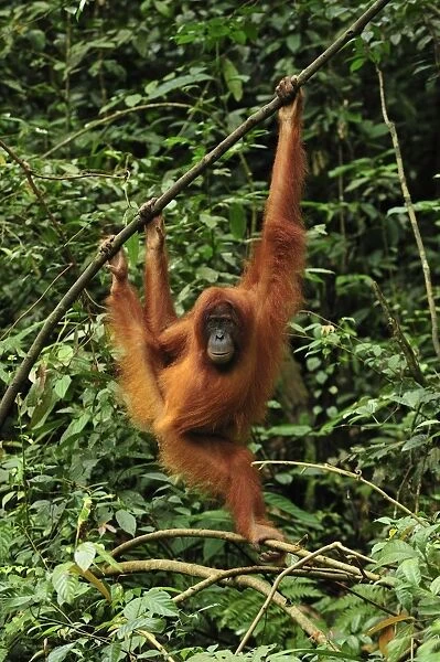 Sumatran Orangutan - hanging from tree. Gunung Leuser National Park - Northern Sumatra - Indonesia