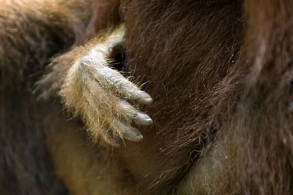 Sumatran Orangutan - Infant's hand - North Sumatra - Indonesia - *Critically Endangered