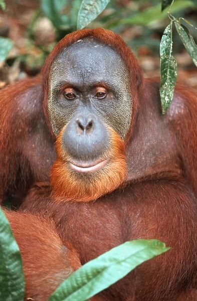 Sumatran Orangutan - male Bukit Lawang - Gunung Leuser N. P. - Sumatra - Indonesia