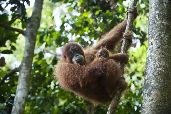 Sumatran Orangutan - Mother and 1. 5 year old baby - North Sumatra - Indonesia - *Critically Endangered
