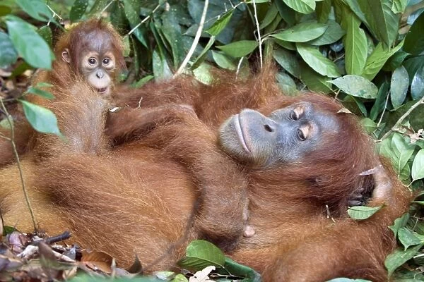 Sumatran Orangutan - Mother and 1. 5 year old baby resting - North Sumatra - Indonesia - *Critically Endangered
