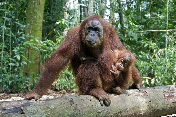 Sumatran Orangutan - Mother and 2. 5 year old baby resting on log - North Sumatra - Indonesia - *Critically Endangered