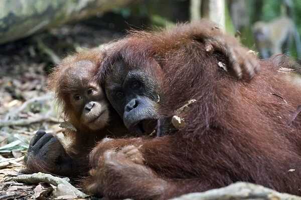 Sumatran Orangutan - Mother and 2. 5 year old baby playing - North Sumatra - Indonesia - *Critically Endangered