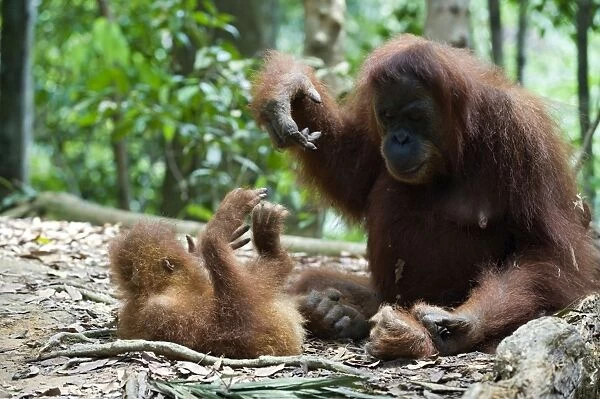 Sumatran Orangutan - Mother and 2. 5 year old baby playing - North Sumatra - Indonesia - *Critically Endangered