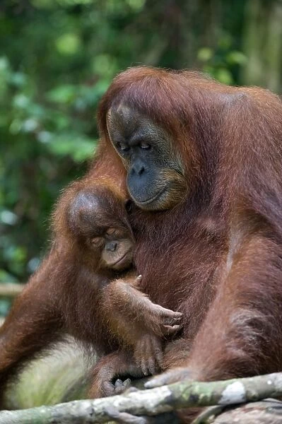 Sumatran Orangutan - Mother and 2. 5 year old baby resting - North Sumatra - Indonesia - *Critically Endangered