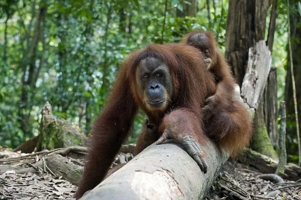 Sumatran Orangutan - Mother and 2. 5 year old baby resting on log - North Sumatra - Indonesia - *Critically Endangered