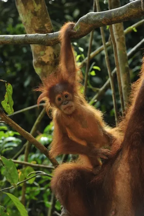 Framed Print : Sumatran Orangutan - mother with baby - Gunung Leuser National Park - Northern Sumatra - Indonesia Framed Print : Sumatran Orangutan - mother with baby - Gunung Leuser National Park - Northern Sumatra - Indonesia