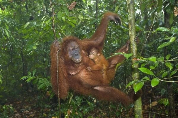 Sumatran Orangutan - mother and baby hanging lazily in the trees of a sumatran rainforest close to the ground. The baby is clinging fiercly to its mother and looks up toward her seeking eye contact - Gunung-Leuser National Park, Sumatra, Indonesia