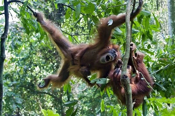 Sumatran Orangutan - Mother with infant playing with young male - North Sumatra - Indonesia - *Critically Endangered