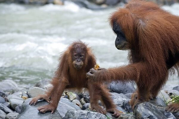 Sumatran Orangutan - Mother offering fruit scrap to her 4 year old baby - North Sumatra - Indonesia - *Critically Endangered