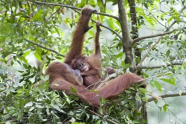 Sumatran Orangutan - Mother and playful 9 month old baby in day nest - North Sumatra - Indonesia - *Critically Endangered