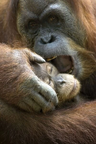 Sumatran Orangutan - Mother playing with 2. 5 year old baby - North Sumatra - Indonesia - *Critically Endangered