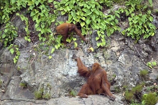 Sumatran Orangutan - Mother reaching up to infant climbing down sheer cliff - North Sumatra - Indonesia - *Critically Endangered