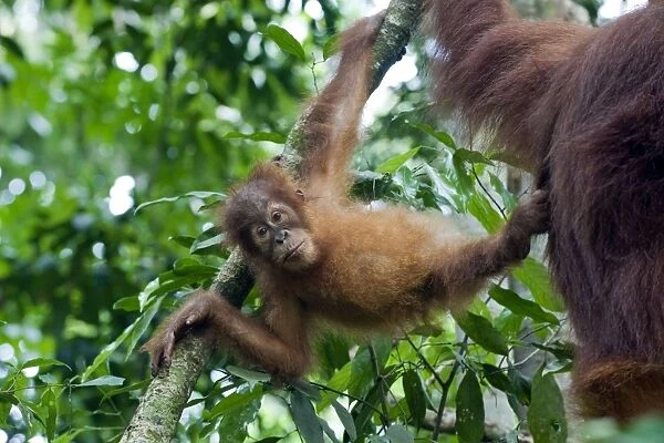 Sumatran Orangutan - Playful 2. 5 year old baby - North Sumatra - Indonesia - *Critically Endangered