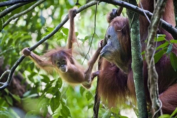 Sumatran Orangutan - Playful 9 month old baby in tree with mother - North Sumatra - Indonesia - *Critically Endangered